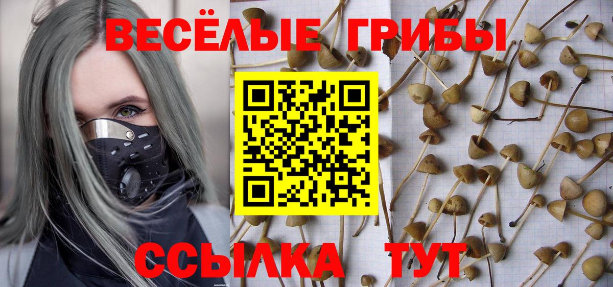 Псилоцибиновые грибы прущие грибы  Вход с VPN  Новошахтинск  как найти   Псилоцибиновые грибы Psilocybine cubensis 